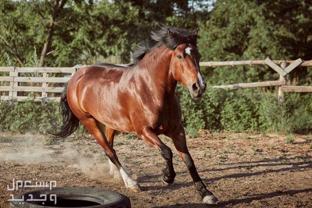 سعر الخيل العربي الأصيل 2024.. وأفضل أماكن بيع الخيول حصان عربي