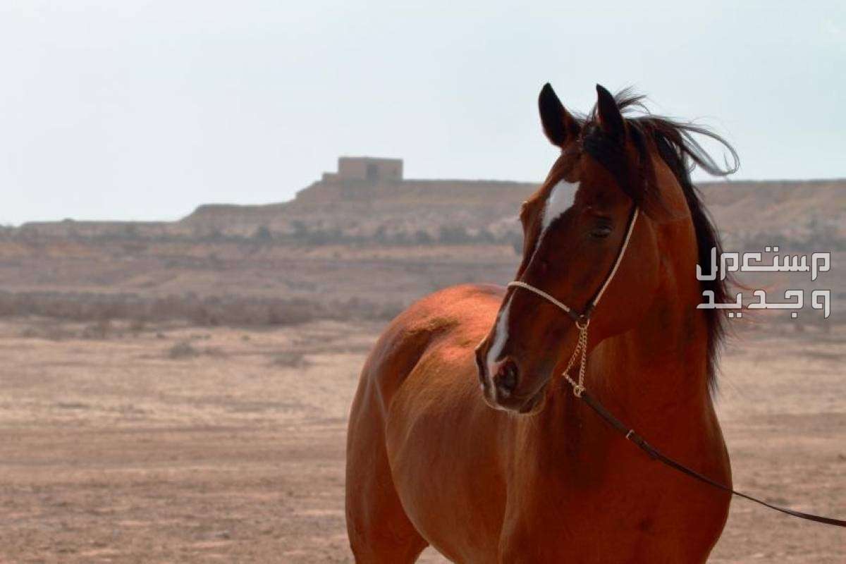 سعر الخيل العربي الأصيل 2024.. وأفضل أماكن بيع الخيول في المغرب أسعار الجواد العربي