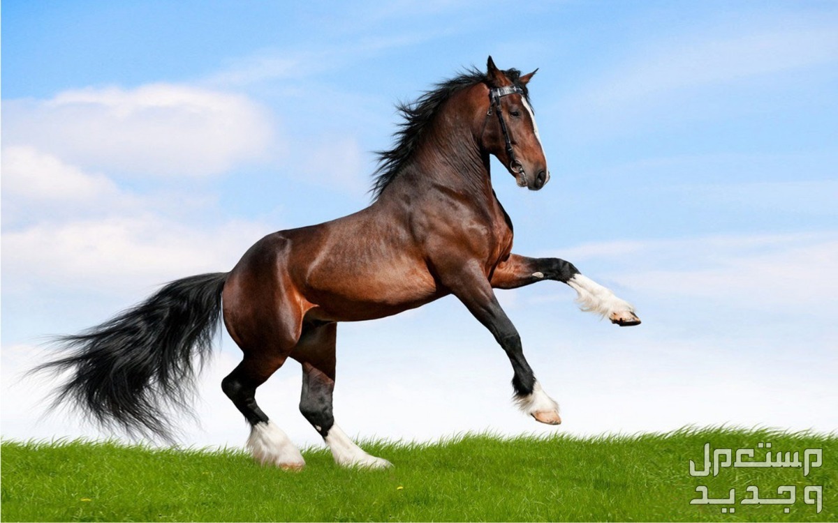 سعر الخيل العربي الأصيل 2024.. وأفضل أماكن بيع الخيول الحصان العربي الأصيل