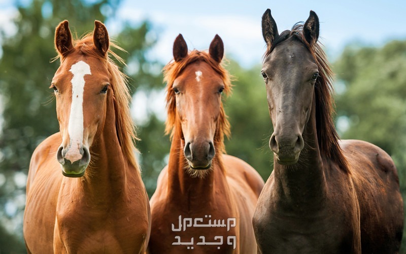 سعر الخيل العربي الأصيل 2024.. وأفضل أماكن بيع الخيول شراء خيل عربي أصيل