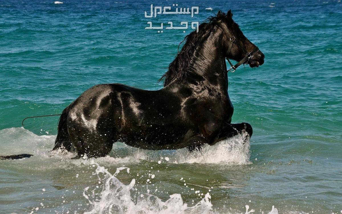 سعر الخيل العربي الأصيل 2024.. وأفضل أماكن بيع الخيول أفضل أنواع الخيل العربي 2024