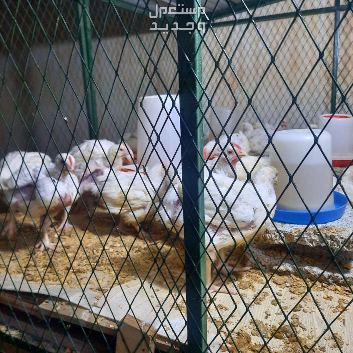 دجاج لاحم في بريدة بسعر 16 ريال سعودي