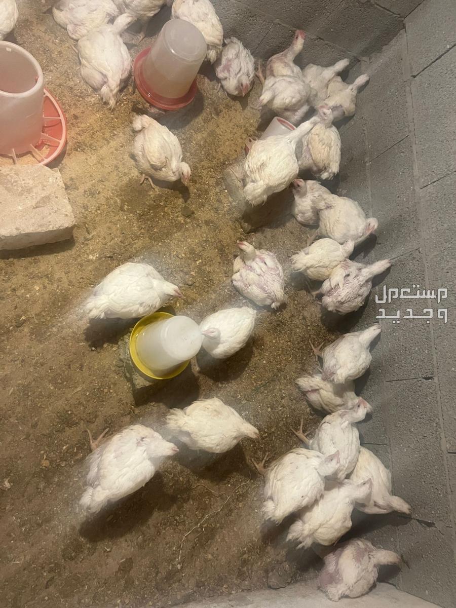 دجاج لاحم في بريدة بسعر 16 ريال سعودي
