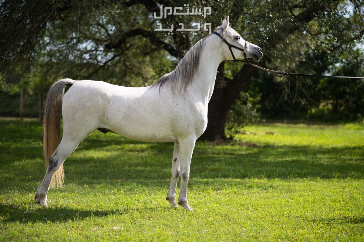 أفضل سلالات الخيول العربية الأصيلة بالصور في اليَمَن أفضل سلالات الخيول العربية الأصيلة