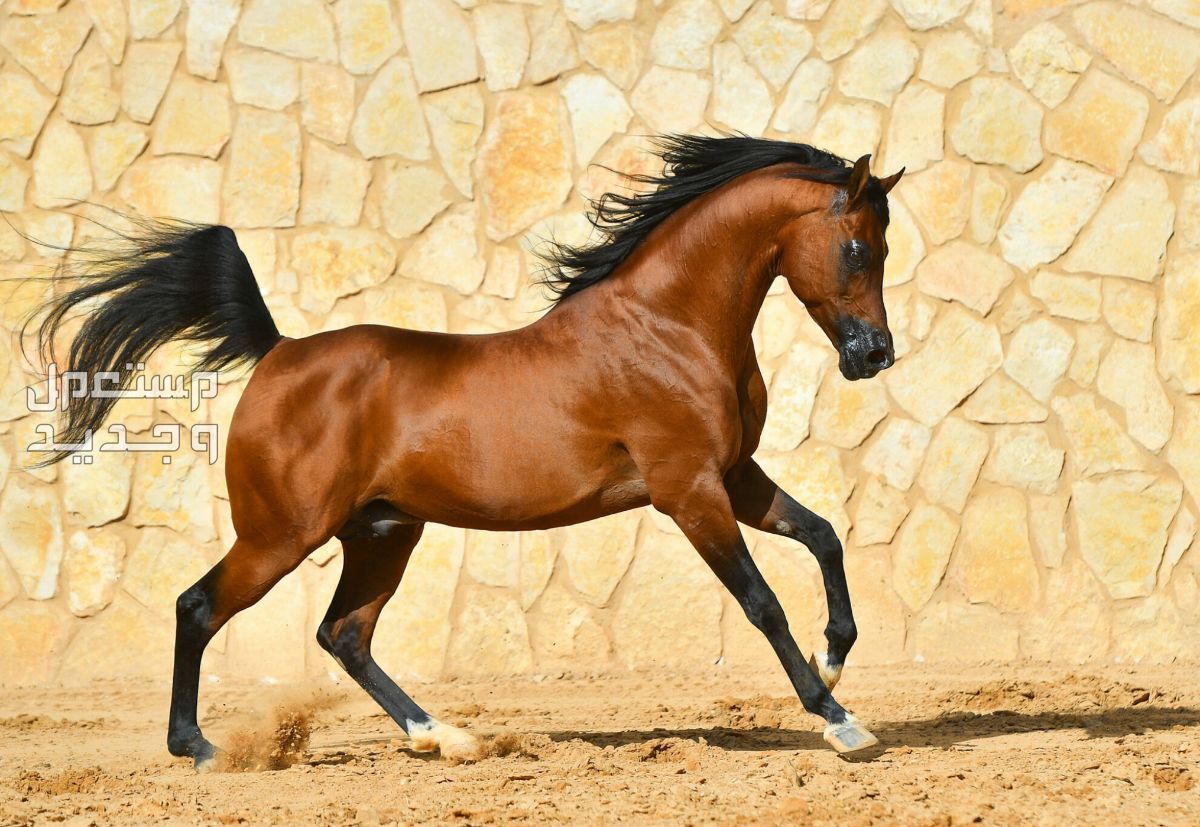 أفضل سلالات الخيول العربية الأصيلة بالصور في قطر أفضل سلالات الخيول العربية الأصيلة