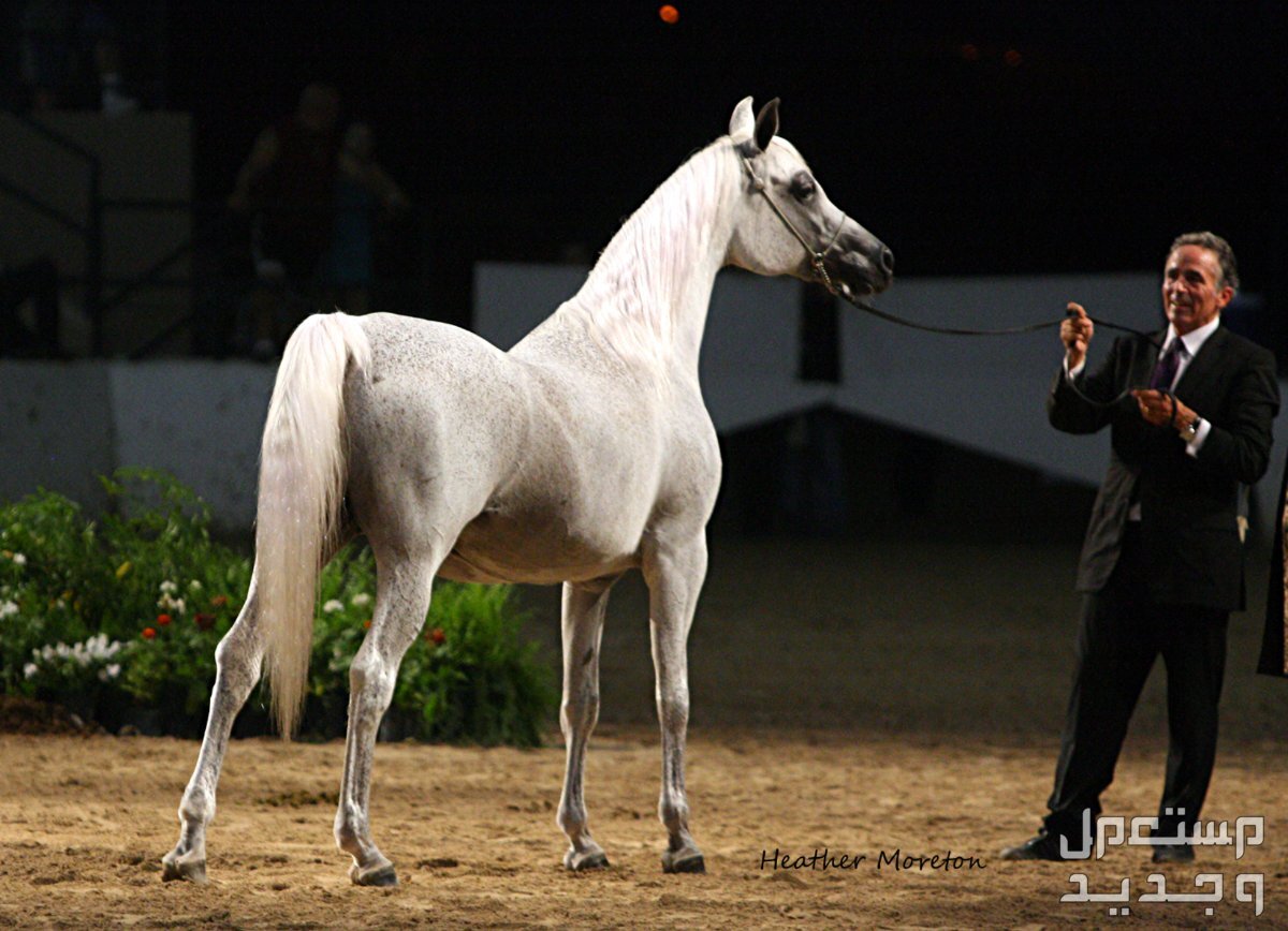 أفضل سلالات الخيول العربية الأصيلة بالصور أفضل سلالات الخيول العربية الأصيلة