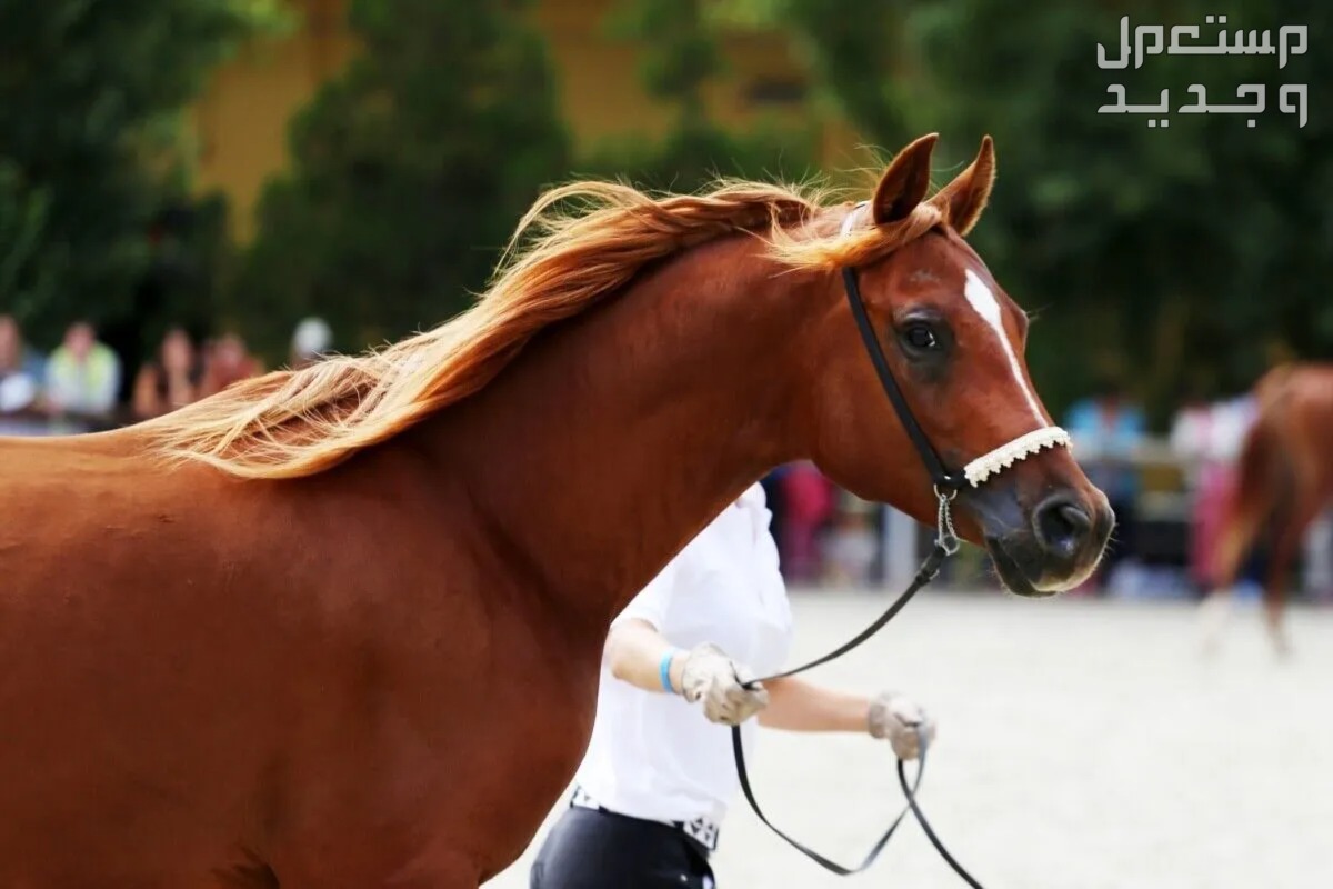 أفضل سلالات الخيول العربية الأصيلة بالصور في سوريا أفضل سلالات الخيول العربية الأصيلة