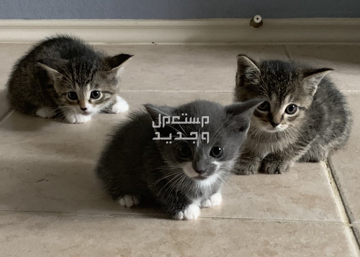 تفسير رؤية القطط الصغيرة في المنام للرجل والمرأة في الأردن تفسير رؤية القطط الصغيرة في المنام للرجل والمرأة