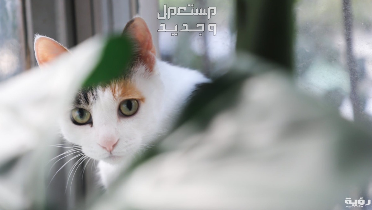 تفسير رؤية القطط الصغيرة في المنام للرجل والمرأة في الإمارات العربية المتحدة تفسير رؤية القطط الصغيرة في المنام للرجل والمرأة