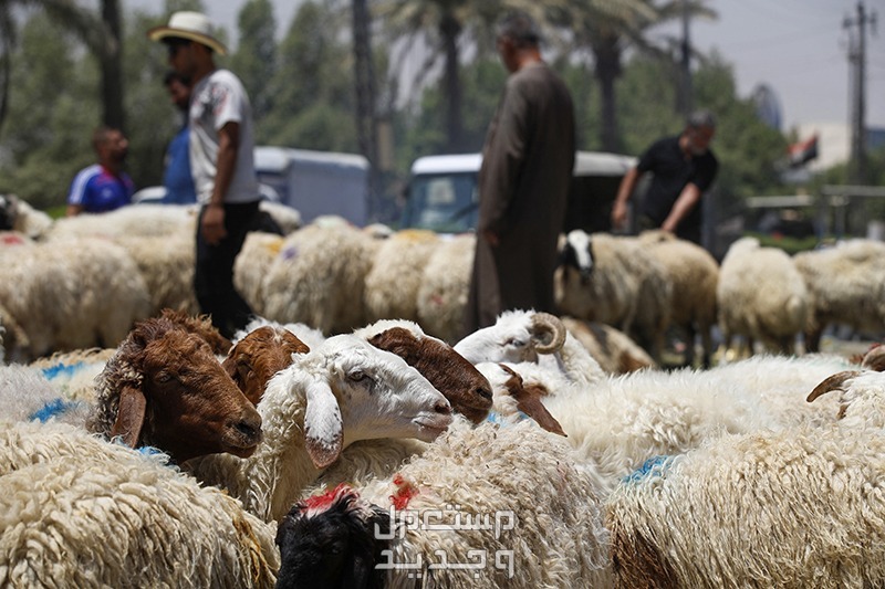 حكم الأضحية وما شروطها؟.. متى تذبح وكيفية التوزيع في مصر تربية الأغنام للاضحية