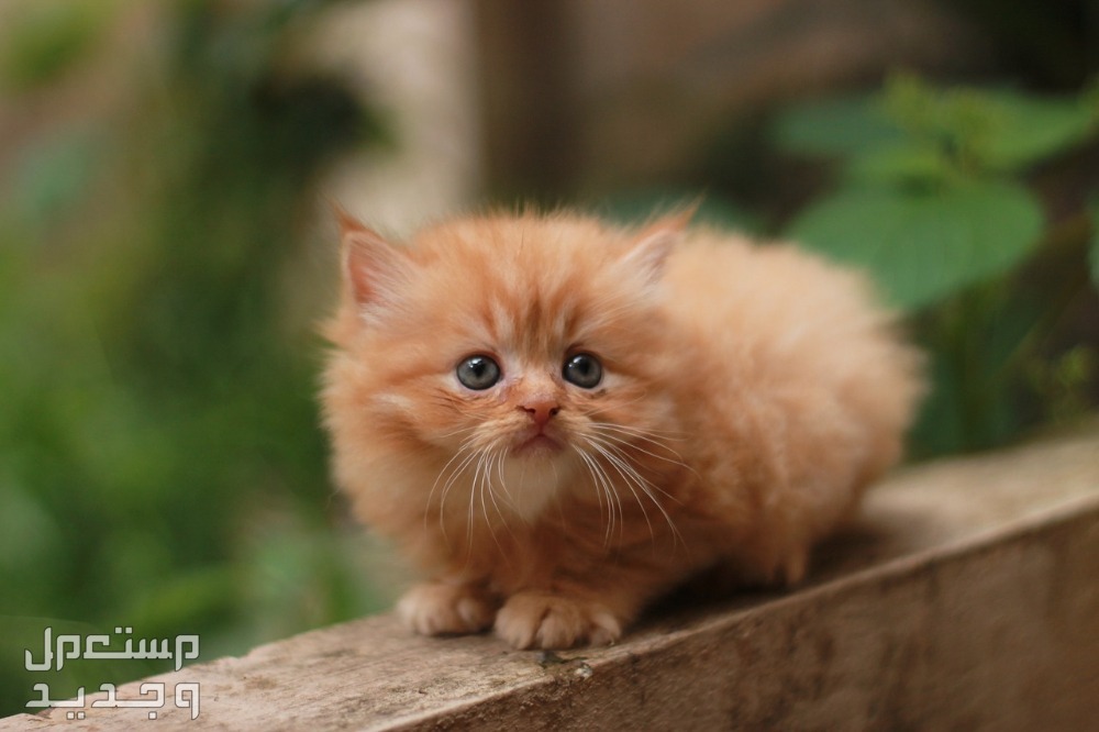 أماكن بيع قطط شيرازي صغيرة في الأردن قطط شيرازي صغيرة