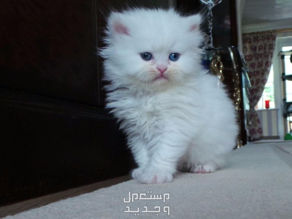 أماكن بيع قطط شيرازي صغيرة في سوريا قطط شيرازي صغيرة