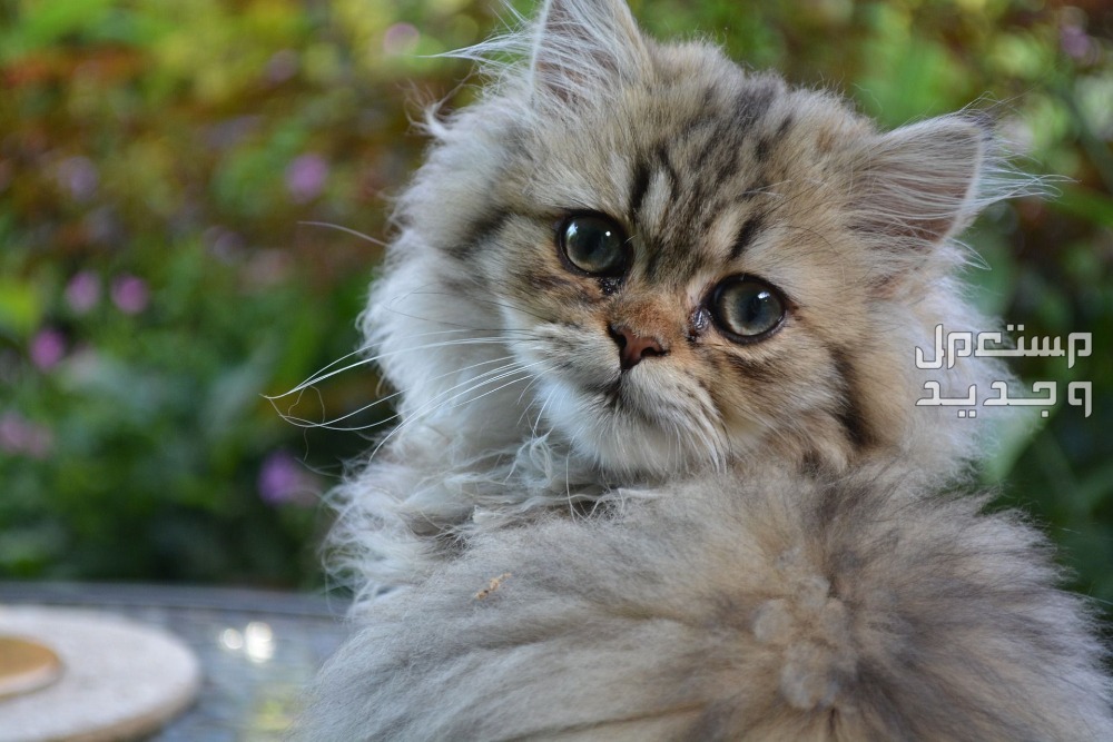 أماكن بيع قطط شيرازي صغيرة في الأردن قطط شيرازي