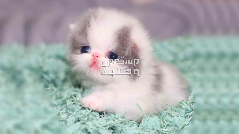 أماكن بيع قطط شيرازي صغيرة في السعودية قطط شيرازي صغيرة