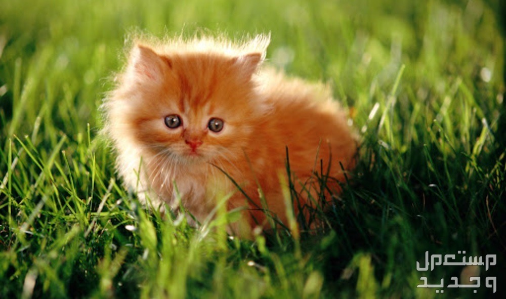 أماكن بيع قطط شيرازي صغيرة قطط شيرازي صغيرة
