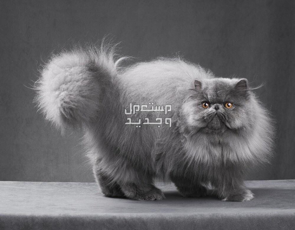 أماكن بيع قطط شيرازي صغيرة في سوريا قطط شيرازي
