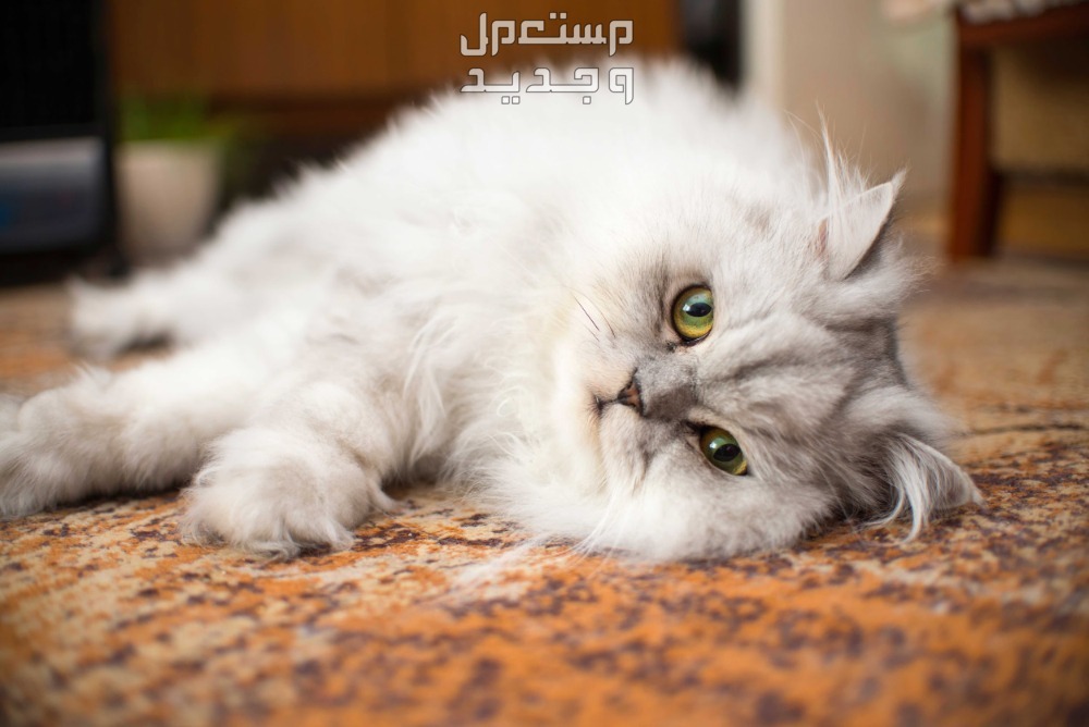 أماكن بيع قطط شيرازي صغيرة في السعودية قطط شيرازي