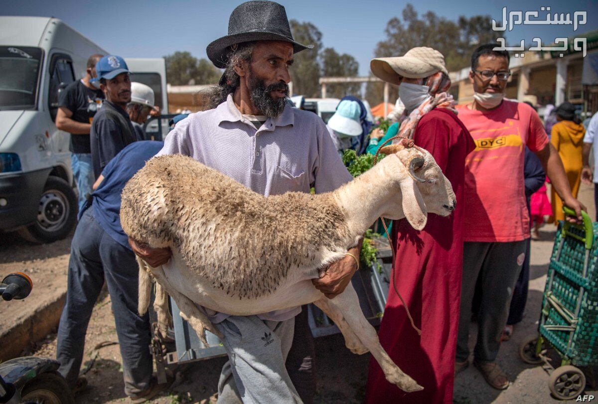 سعر صك الأضحية في الحج 2024 في الإمارات العربية المتحدة رجل يحمل أضحية العيد