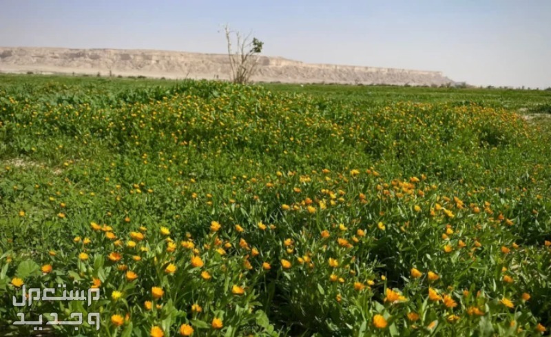 افضل اماكن التخييم في الرياض روضة الخفس