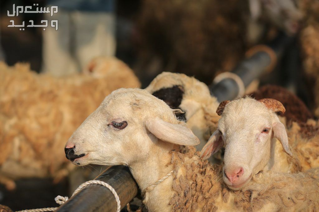 ما هي الشروط الواجب توافرها في الأضحية؟ تعرف على التفاصيل كاملة أضحية العيد