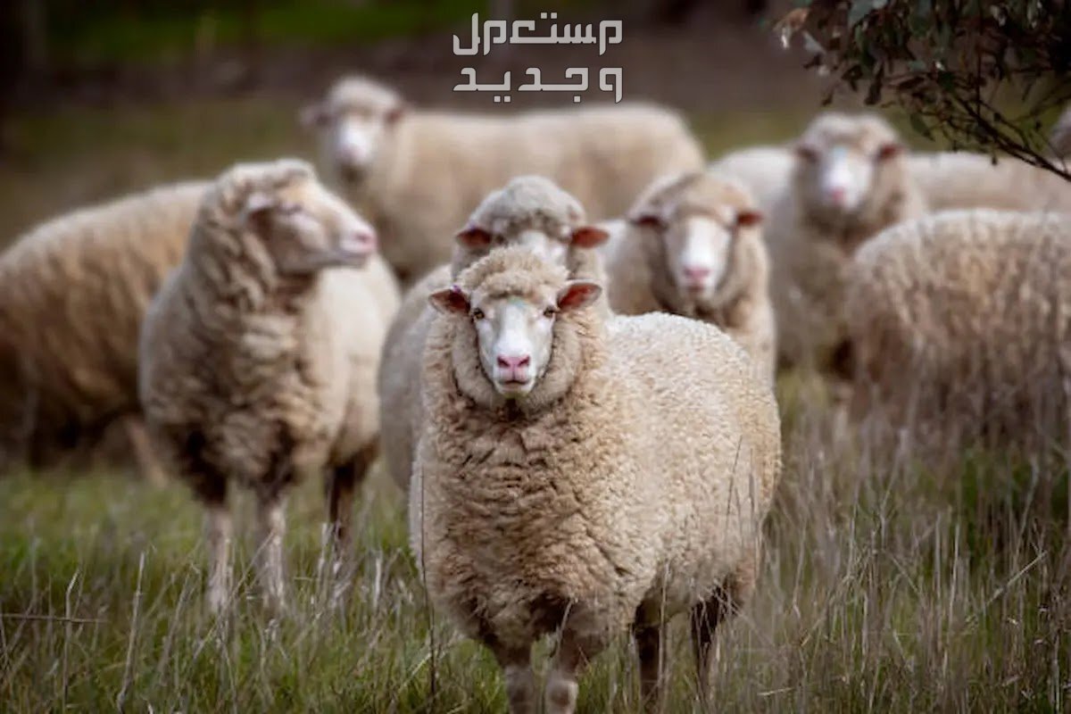 ما هي الشروط الواجب توافرها في الأضحية؟ تعرف على التفاصيل كاملة أضحية العيد 2024