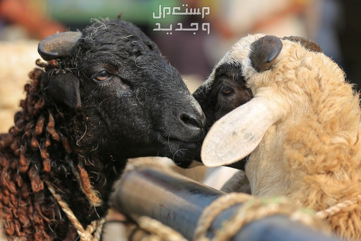 ما هي الشروط الواجب توافرها في الأضحية؟ تعرف على التفاصيل كاملة شروط الأضحية