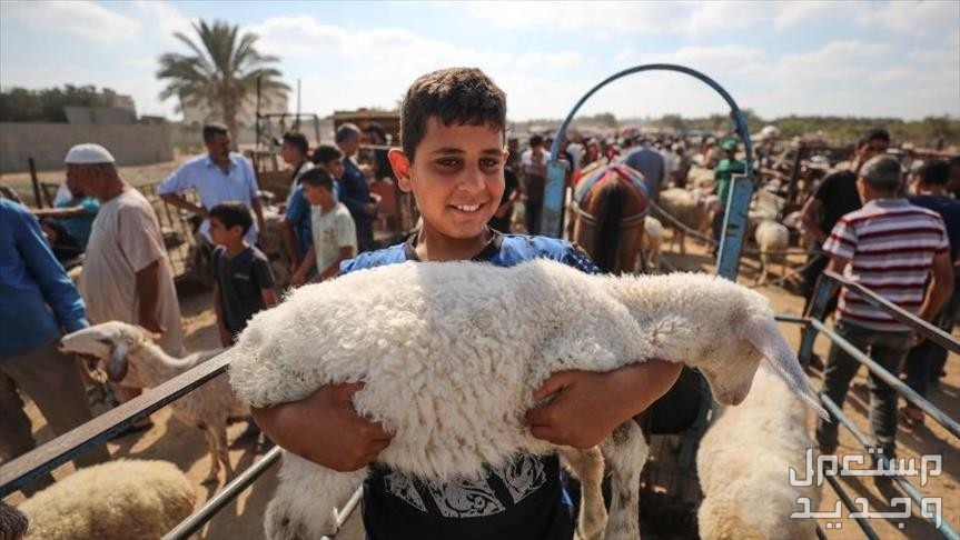 ما هي الشروط الواجب توافرها في الأضحية؟ تعرف على التفاصيل كاملة أضحية العيد الكبير