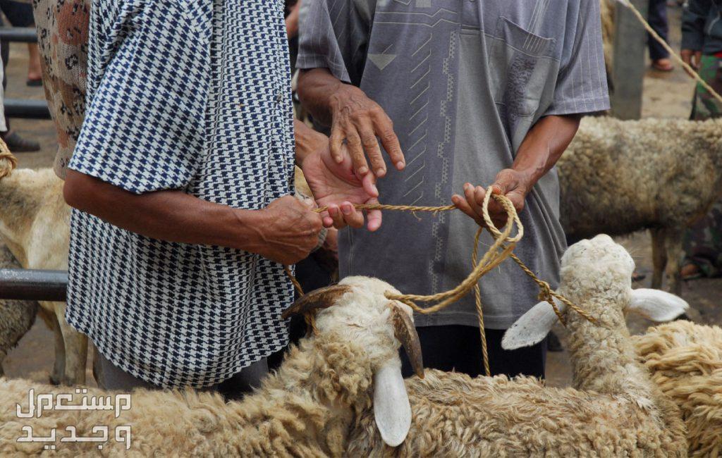 ما هي الشروط الواجب توافرها في الأضحية؟ تعرف على التفاصيل كاملة التضحية في العيد