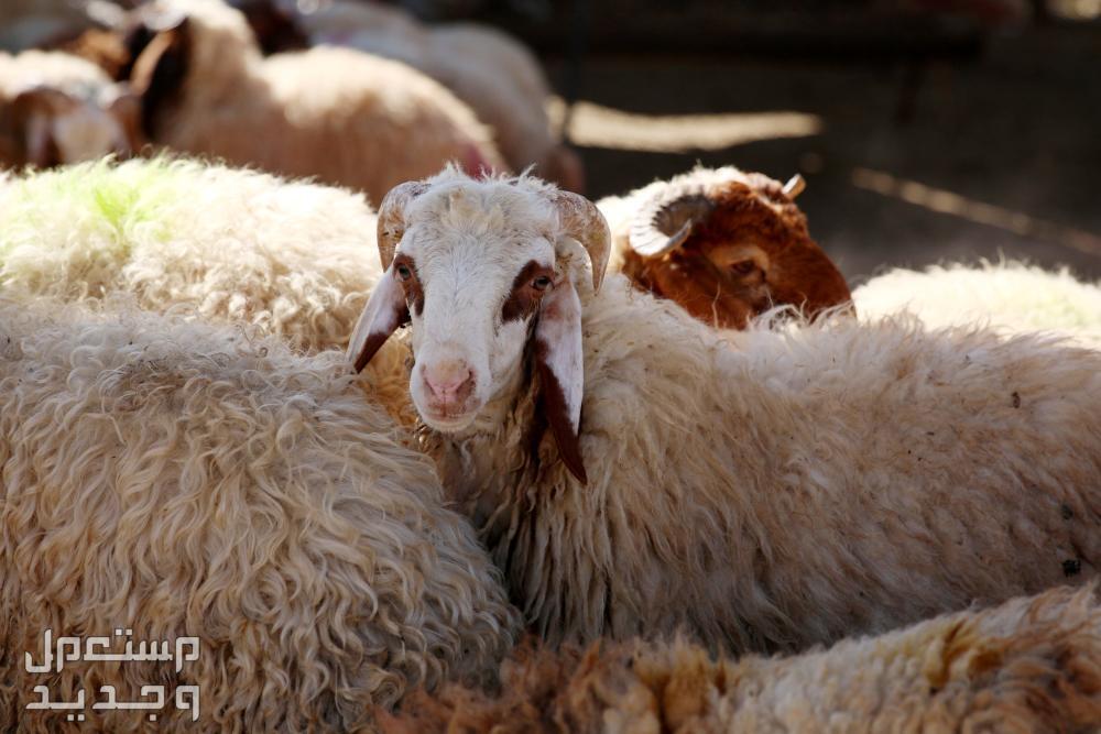 تفسير حلم الأضحية في المنام للرجل والمرأة خروف العيد