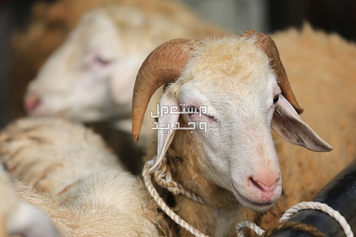 تفسير حلم الأضحية في المنام للرجل والمرأة اضحية العيد