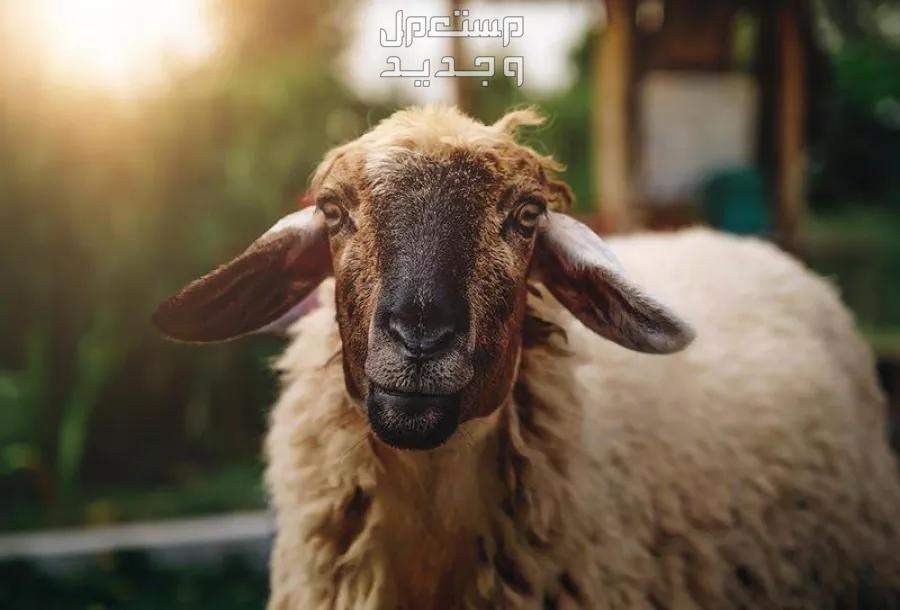 تفسير حلم الأضحية في المنام للرجل والمرأة اضحية عيد الاضحى