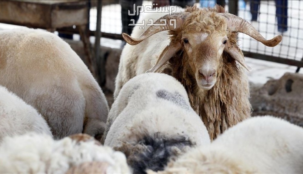 أماكن دفع الهدي في مكة 2024 شروط اختيار الهدي