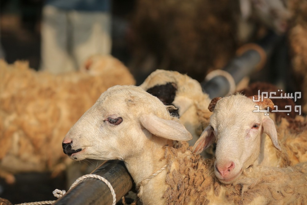 أماكن دفع الهدي في مكة 2024 الهدي في الحج
