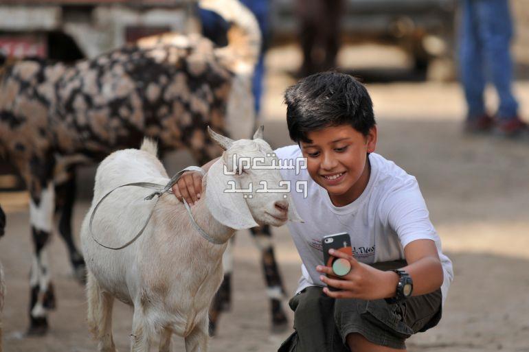 عبارات تهنئة عيد الأضحى مكتوبة للأصدقاء في الجزائر طفل يلتقط صورة بجانب الخروف