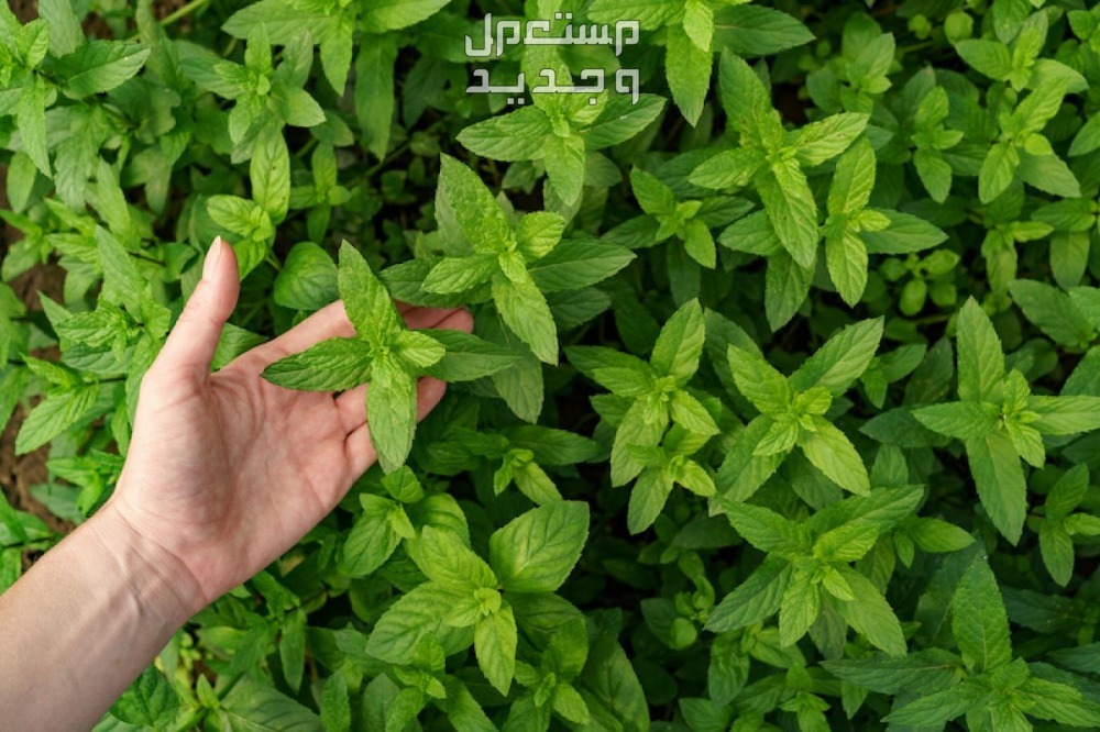 استخدامات زيت النعناع في تنظيف المنزل وتعطيره النعناع
