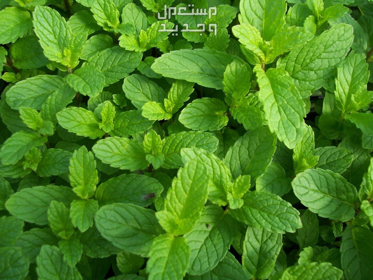 أفضل نباتات صيفية يمكن وضعها في المنزل نباتات منزلية عطرية