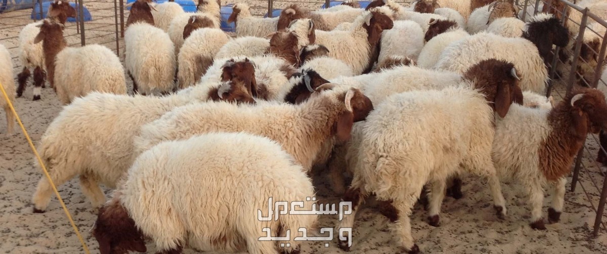كم سعر الهدي في بنك الراجحي 2024؟ سعر الهدي في بنك الراجحي 2024