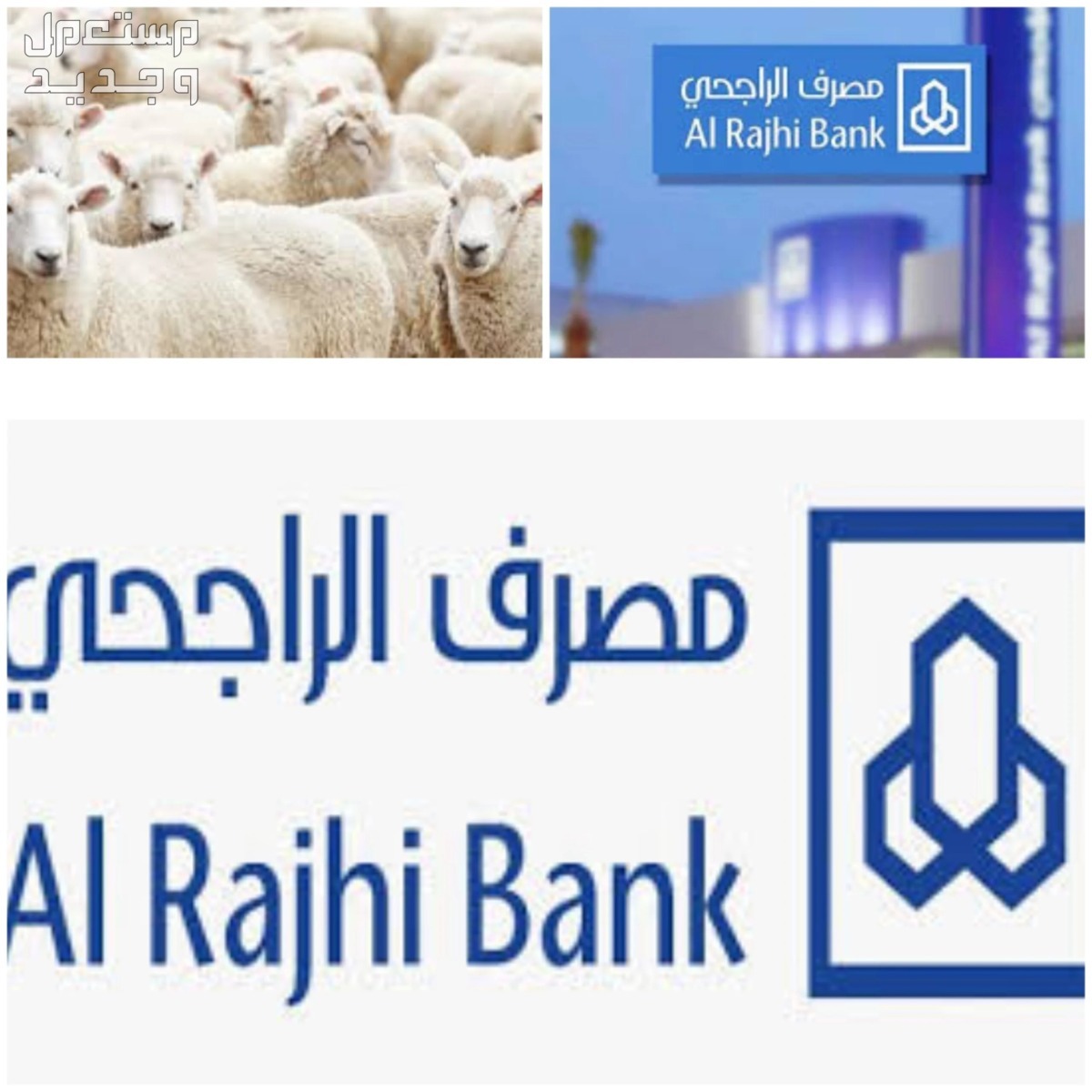 كم سعر الهدي في بنك الراجحي 2024؟ سعر الهدي في بنك الراجحي
