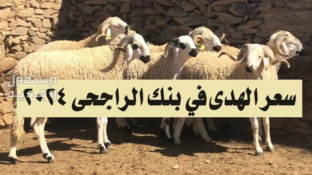 كم سعر الهدي في بنك الراجحي 2024؟ كم سعر الهدي في بنك الراجحي 2024؟