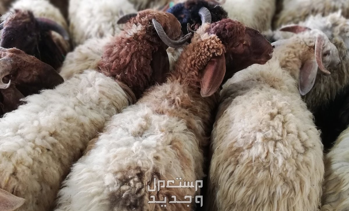 فضل صيام يوم عرفة وأحكام الأضحية وآداب العيد 2024