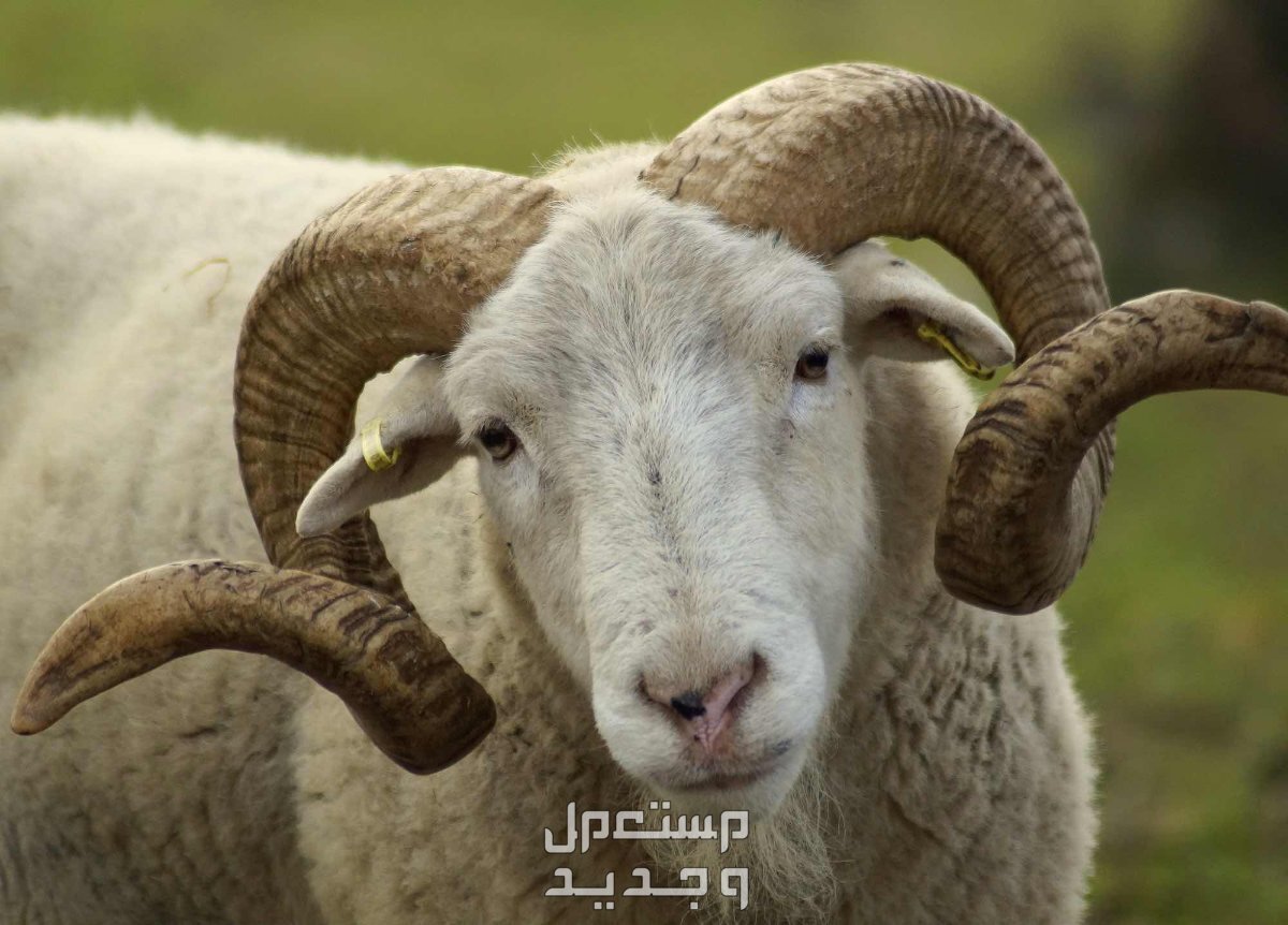 فضل صيام يوم عرفة وأحكام الأضحية وآداب العيد 2024 وقت ذبح الأضحية
