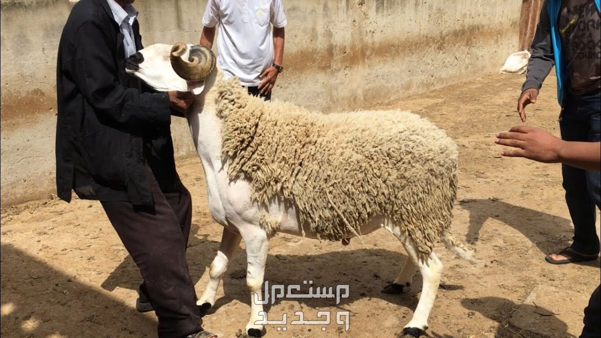 فضل صيام يوم عرفة وأحكام الأضحية وآداب العيد 2024 شروط الأضحية