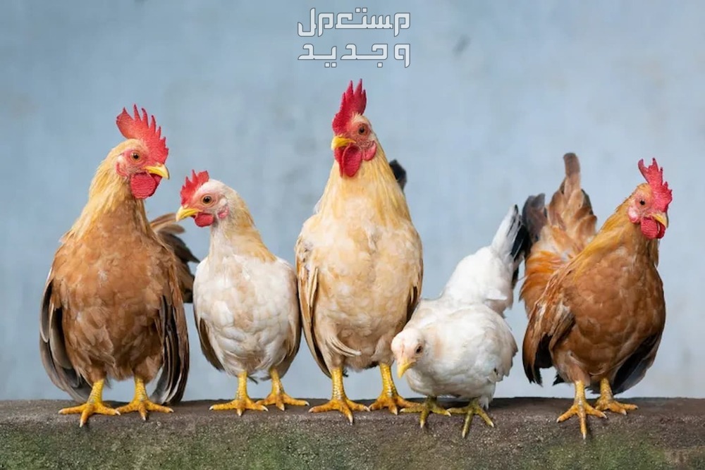 تفسير حلم الدجاج في المنام للعزباء والمتزوجة والرجل تفسير حلم الدجاج في المنام