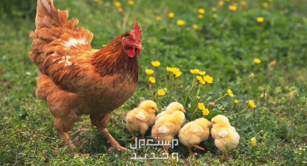 تفسير حلم الدجاج في المنام للعزباء والمتزوجة والرجل دجاجة مع الكتاكيت