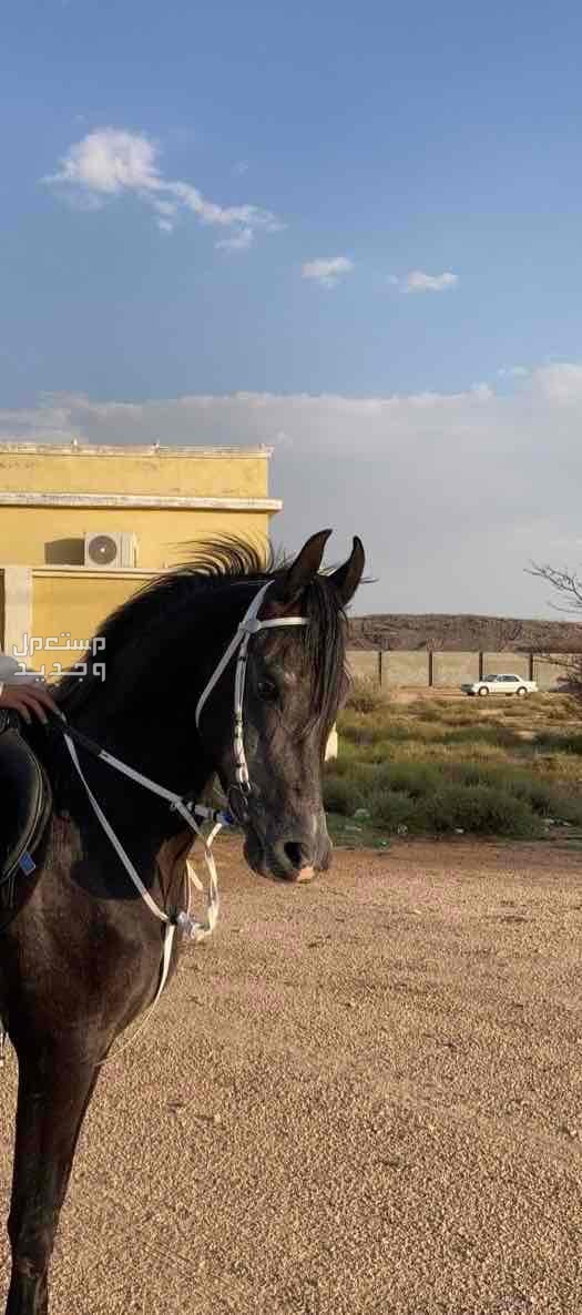 حصان عربي متاح للتشبيه