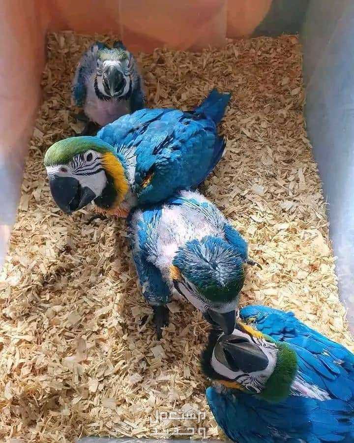 macaw parrot chicks available WhatsApp+