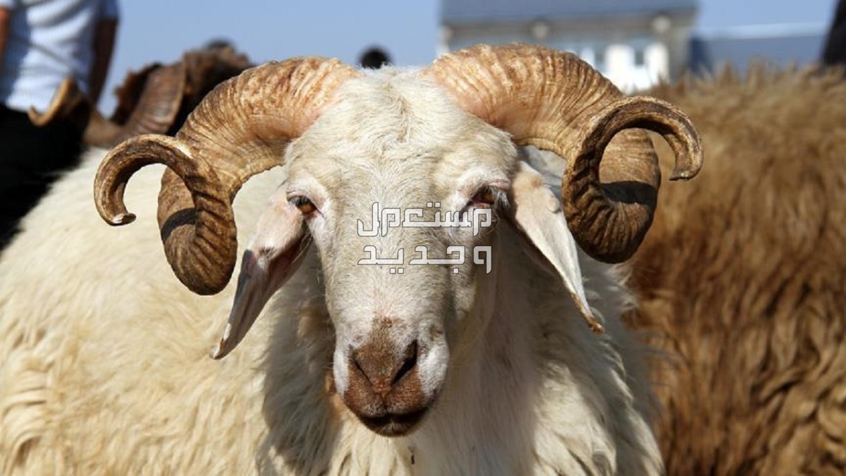 أفضل 5 أماكن لبيع الأضاحى في الرياض وسعر الأضحية أفضل 5 أماكن لبيع الأضاحى في الرياض