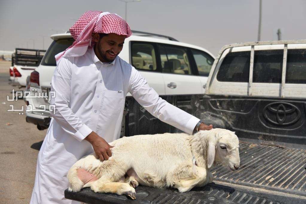 أفضل 5 أماكن لبيع الأضاحى في الرياض وسعر الأضحية حجز موعد مسلخ