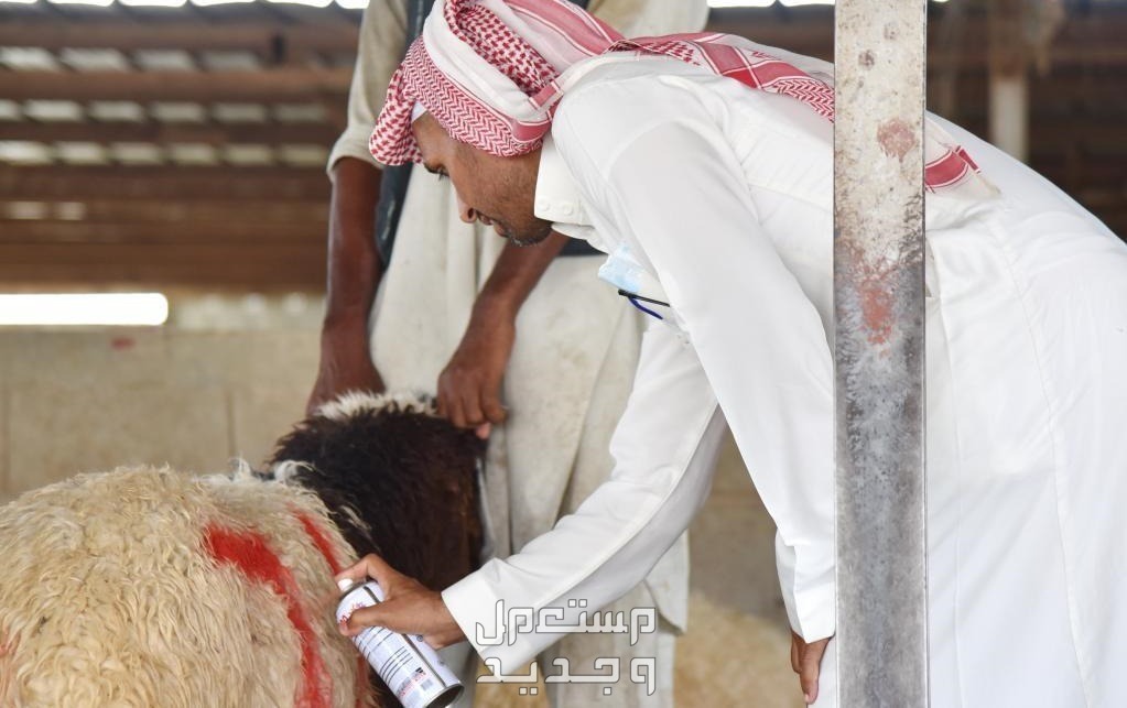 أفضل 5 أماكن لبيع الأضاحى في الرياض وسعر الأضحية كيف احجز في المسلخ؟