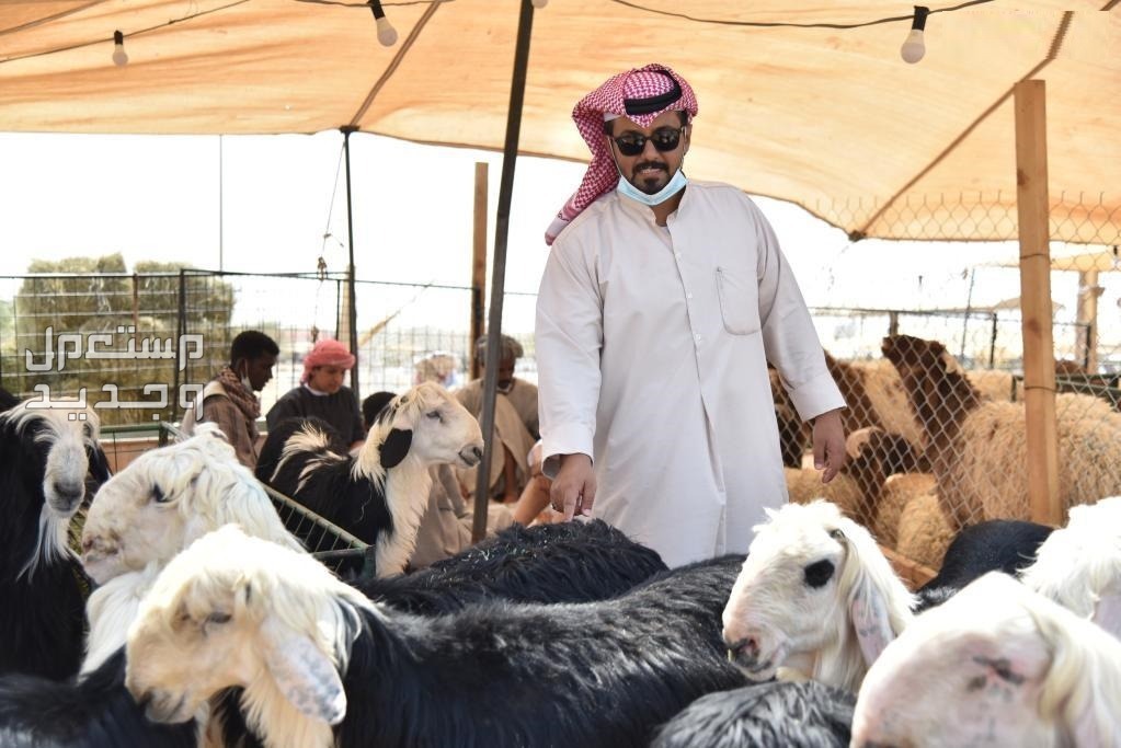 أفضل 5 أماكن لبيع الأضاحى في الرياض وسعر الأضحية حجز الأضحية